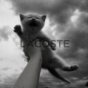 Логотип семьи Lacoste
